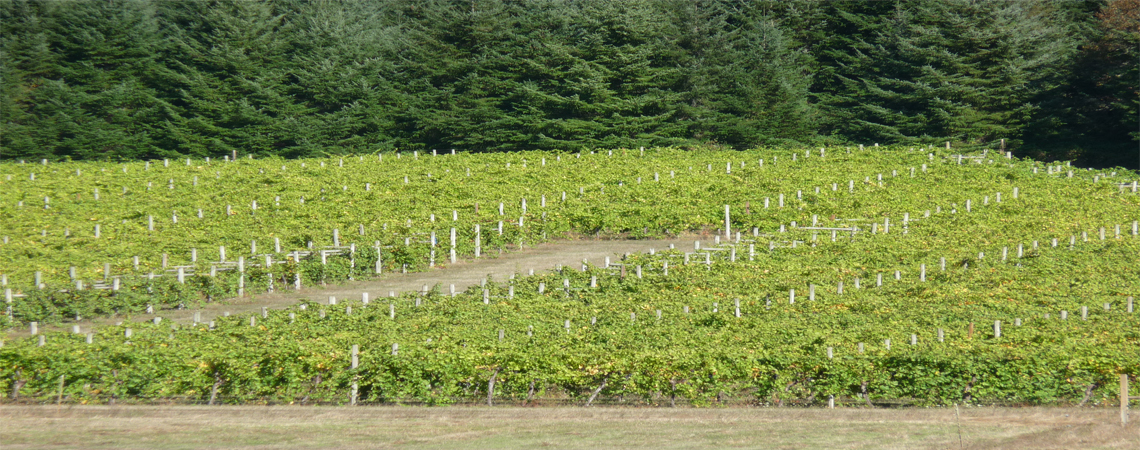 The Elkton Oregon Viticultural Area